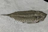 Dalmanites Trilobite Fossil - New York #163585-3